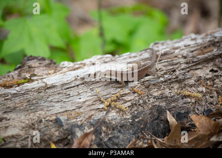 Phase Brown anole vert (Anolis carolinensis) sur un journal pourri Banque D'Images