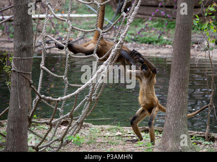 Deux singes araignées de Geoffroy (Ateles geoffroyi) Jeu près de l'eau Banque D'Images