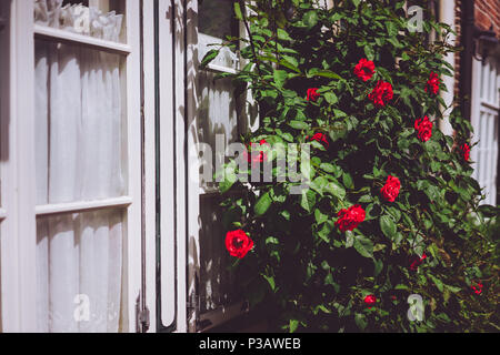 Les buissons de roses rouges près de la vieille maison rurale avec des fenêtres blanches. Vacances à la campagne. Lueneburg, Allemagne Banque D'Images