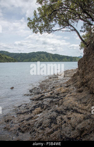 Bob's Bay Beach avec la côte rocheuse et les moules sauvages à Picton, Nouvelle-Zélande Banque D'Images