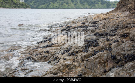 Bob's Bay Beach avec la côte rocheuse et les moules sauvages à Picton, Nouvelle-Zélande Banque D'Images