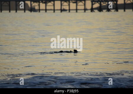 Une loutre de mer joue dans les vagues pendant le coucher du soleil par Avila Beach avec l'Avila Beach Pier historique dans l'arrière-plan. Banque D'Images