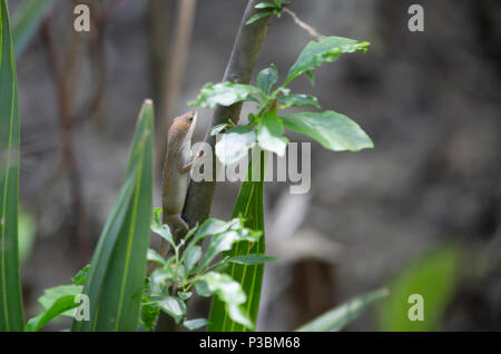 Phase Brown anole vert (Anolis carolinensis) caché sur une branche courte Banque D'Images