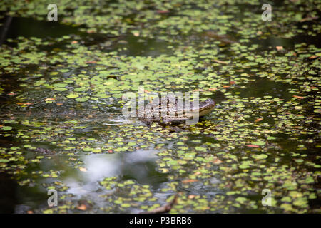 (Alligator mississippiensis) Alligator en flânant dans un bayou peu profondes Banque D'Images