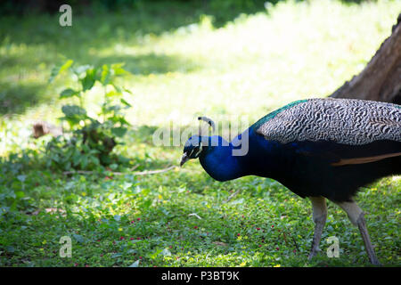 Paons indiens, également connu sous le nom de paons bleus (Pavo cristatus), se pavanant à travers un espace vert Banque D'Images