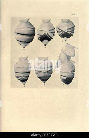 Contributions à la génétique de la Drosophile melanogaster ... Washington, Carnegie Institution of Washington,1919. http://biodiversitylibrary.org/page/805648 2 Contributions à la génétique de la drosophile (1919) - Planche 11 - BioDivLibrary page 805648 Banque D'Images