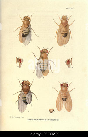Contributions à la génétique de la Drosophile melanogaster ... Washington, Carnegie Institution of Washington,1919. http://biodiversitylibrary.org/page/805547 2 Contributions à la génétique de la drosophile (1919) - Planche 2 - BioDivLibrary page 805547 Banque D'Images