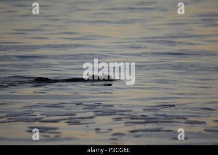 Une loutre de mer joue dans les vagues pendant le coucher du soleil par Avila Beach, CA. Banque D'Images