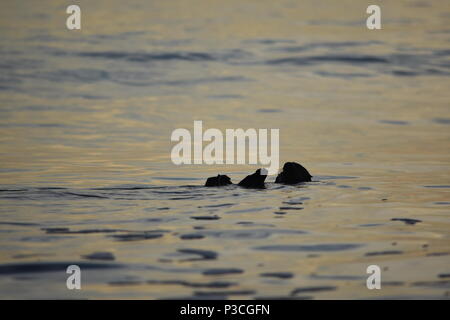 Une loutre de mer joue dans les vagues pendant le coucher du soleil par Avila Beach, CA. Banque D'Images