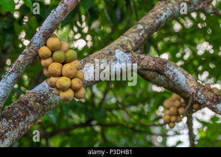 Lansium parasiticum fruits sur arbre dans jardin tropical Banque D'Images