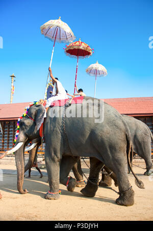 COCHIN, INDE - février 03:Parade avec de l'or caparisoned éléphants à la fête annuelle de Siva Temple, le 03 février. L'année 2009. Cochin, Kerala, Inde. Banque D'Images