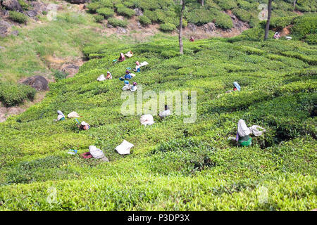 Les feuilles de thé Préparation des travailleurs dans une plantation de thé, Munnar, Kerala, Inde Banque D'Images