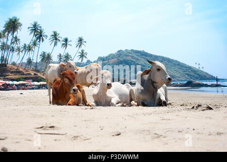 Vache sur Belle Tropical beach, Goa, Inde Banque D'Images