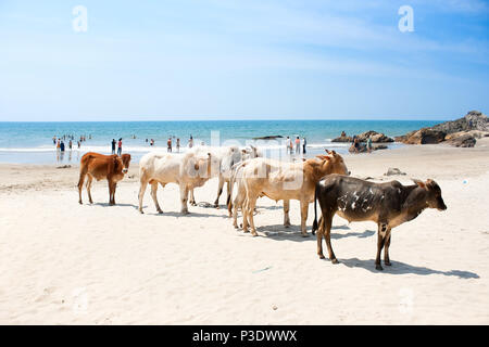 Vache sur Belle Tropical beach, Goa, Inde Banque D'Images