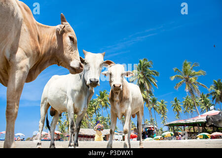 Vache sur Belle Tropical beach, Goa, Inde Banque D'Images