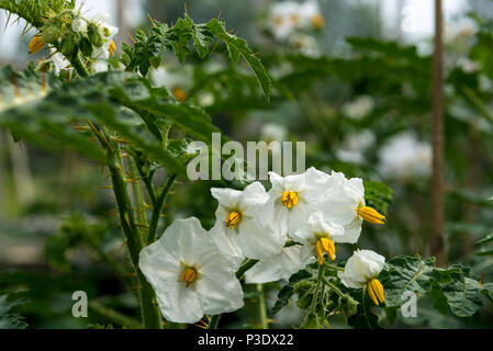 Solanum sisymbriifolium, Solanaceae. South Amrican, plante à fleurs blanches. Banque D'Images