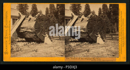 L'article 267 du grand arbre, 30 pieds de diamètre, comté de, par Lawrence &AMP ; Houseworth Banque D'Images