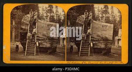 L'article 267 de l'original Big Tree, 30 pieds de diamètre, par Lawrence &AMP ; Houseworth 2 Banque D'Images