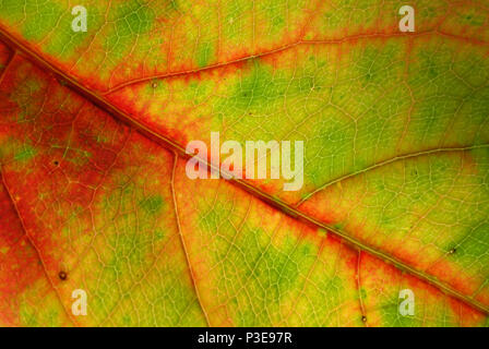 Feuilles décidues de l'amande de mer (Terminalia catappa), Cairns, Queensland, Australie Banque D'Images