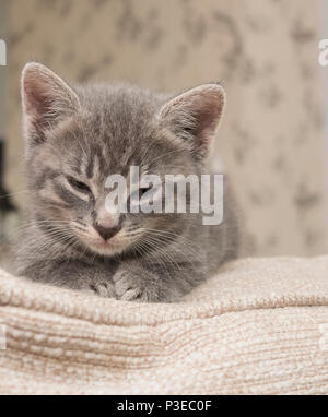 Petit animal gris chaton endormi Banque D'Images