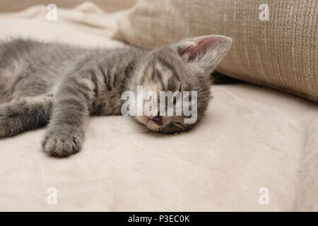 Petit animal gris chaton endormi Banque D'Images