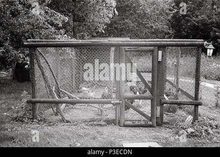 Promenade dans chicken run ou de coup, Medstead, Hampshire, Angleterre, Royaume-Uni. Banque D'Images