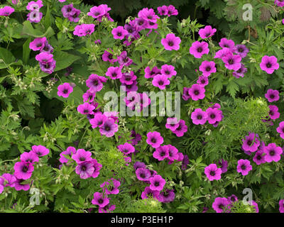 Geranium 'Patricia' dans frontière herbacées mixtes Banque D'Images