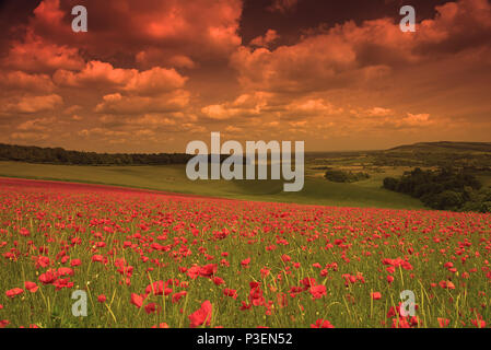 Un champ de coquelicots - Papaver rhoeas sur le parc national des South Downs, West Sussex, Angleterre, RU, Fr. Banque D'Images