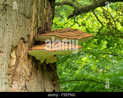 Le support du ganoderma adspersum champignon poussant sur le vieux tronc d'arbre à feuilles caduques, Lincolnshire, Angleterre, RU Banque D'Images