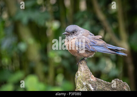 Un portrait d'une femme western bluebird perché au sommet d'une vieille souche d'arbre à gauche Banque D'Images