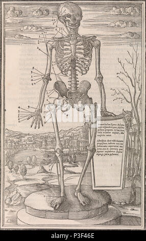 Squelette anatomique de l'illustration de dissectione partium corporis humani libri tres par Charles Estienne publié vers 1545 Banque D'Images