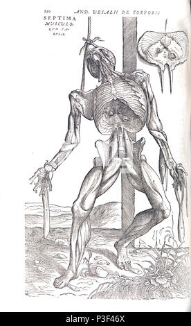 Squelette anatomique Illustration de De humani corporis fabrica Libri Septem par Andreas Vesalius publié vers 1543 Banque D'Images