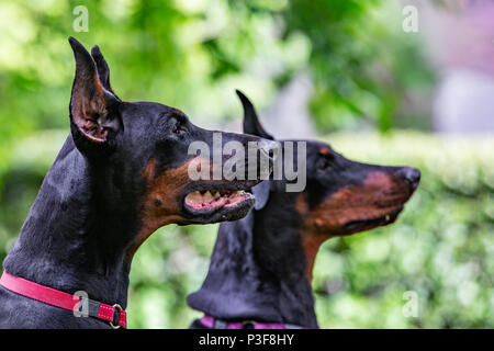 Deux dobermans noir assis sur l'herbe Banque D'Images