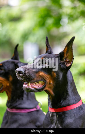 Deux dobermans noir assis sur l'herbe Banque D'Images