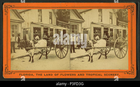 313 L'Express, la foudre, ou l'équipe d'un craqueur de Floride, Robert N. Dennis collection de vues stéréoscopiques Banque D'Images