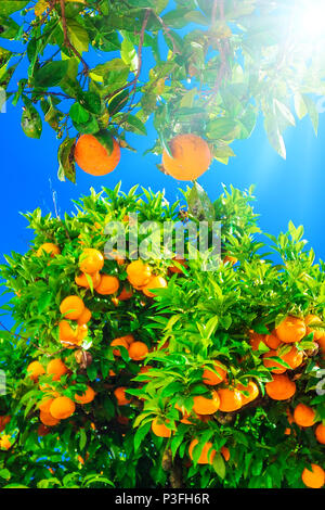 Mandarin fruits sur un arbre. Orange Tree oranges en usines. Banque D'Images