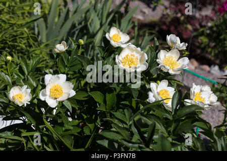 'Krinkled White' jardin commun, Luktpion la pivoine (Paeonia lactiflora) Banque D'Images