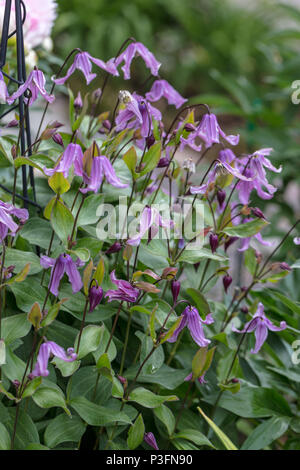 'Floris V' clematis solitaires, Helbladig klematis (Clematis integrifolia) Banque D'Images