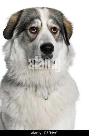Chien de Montagne des Pyrénées, connu sous le nom de la Grande Chaîne des Pyrénées, 8 months old, in front of white background Banque D'Images