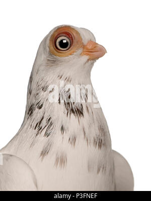 Budapest Highflier pigeon in front of white background Banque D'Images