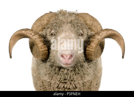 Mérinos d'Arles, ram, 5 ans, in front of white background Banque D'Images