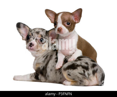 Deux chiots Chihuahua, l'un est blanc et chocolat et l'autre est bleu merle, 8 semaines, in front of white background Banque D'Images