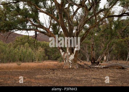 Le Wilpena Pound le Sud de l'Australie, l'eucalyptus arbre en aire ouverte avec les gencives de la rivière en arrière-plan Banque D'Images