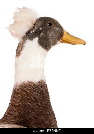 Close-up portrait of Crested Duck mâle, 3 ans, in front of white background Banque D'Images