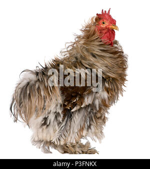 Coq à plumes frisées Pekin, 1 ans, in front of white background Banque D'Images