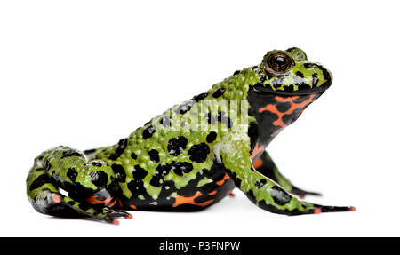 Smiling Oriental Fire-bellied Toad, Bombina orientalis, in front of white background Banque D'Images