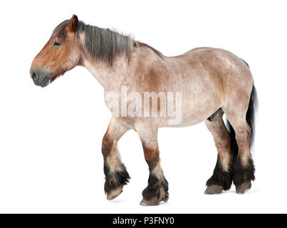Cheval belge, Braban√ßon, 16 ans, marche in front of white background Banque D'Images