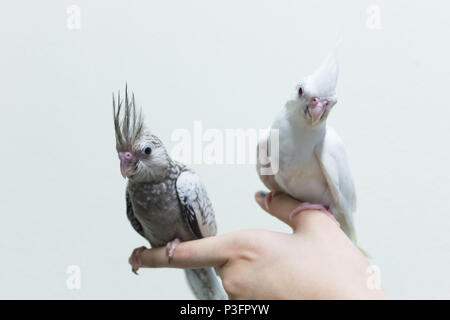 Bebe Cafard Isole Sur Fond Blanc De Pres Photo Stock Alamy