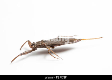 Un scorpion de l'eau, la NEPA cinerea, trouvés dans la rivière Stour Dorset près de Sherborne et photographié dans un studio avant la libération. Le scorpion de l'eau Banque D'Images