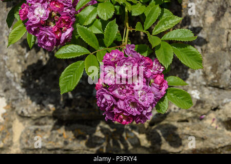 Cluster ronde de rose et mauve fleurs rose avec des feuilles vertes contre un mur dans le soleil Banque D'Images